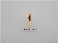 藏品(飴色天牛)的圖片